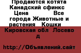 Продаются котята Канадский сфинкс › Цена ­ 15 000 - Все города Животные и растения » Кошки   . Кировская обл.,Лосево д.